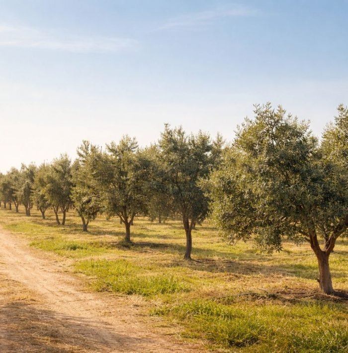 Olive grove Baba Zeytun